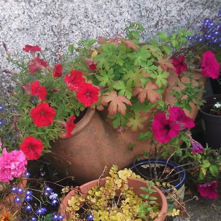 Fuchsia House Bed&Breakfast Connemara Renvyle Exterior foto