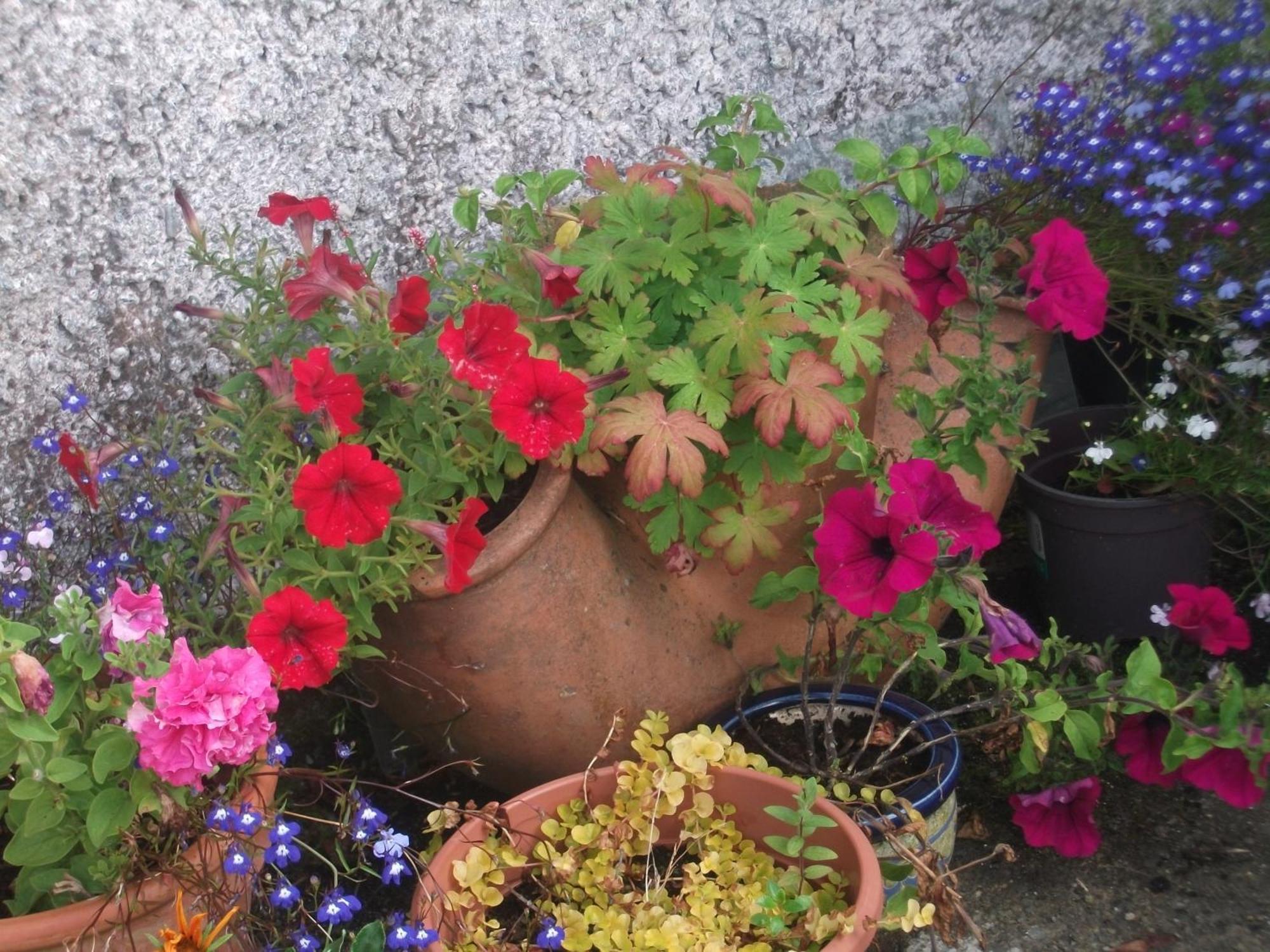 Fuchsia House Bed&Breakfast Connemara Renvyle Exterior foto